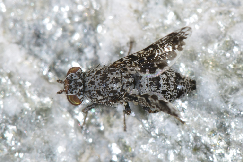 Callopistromyia annulipes - Ulidiidae